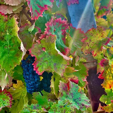 La Casa Dell'abate Di - Spello Сasa de vacaciones