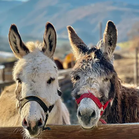 Сasa de vacaciones La Casa Dell'abate Di - Spello Collepino